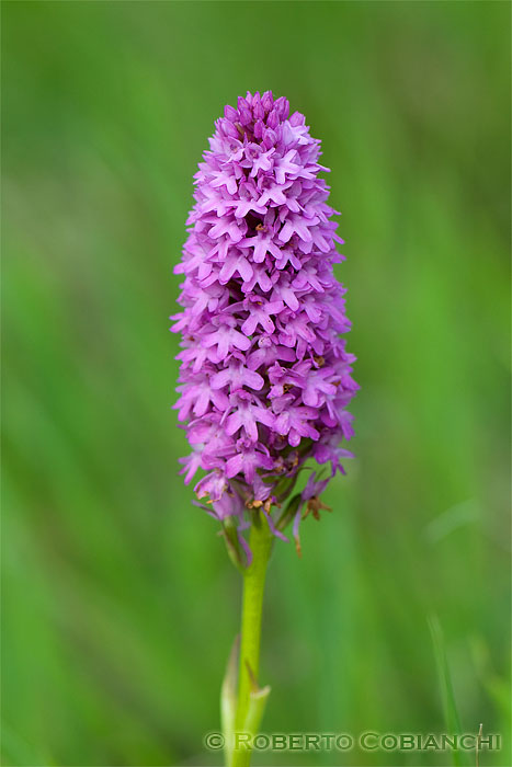 Anacamptis pyramidalis / Orchidea piramidale